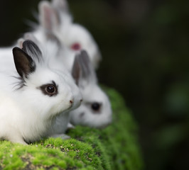 white rabbit group on green grass