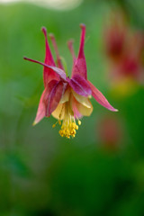 Columbine flowers in the Spring