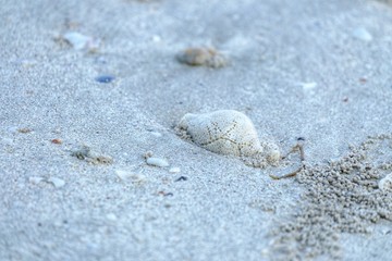 Close up a shell on a sand beach and wetland background 