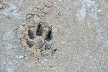 A Dog footprint on sand beach with wet ground for background backdrop 