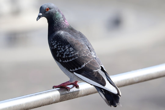 Un pigeon sur la rampe