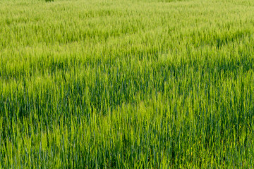 Background from fragment of field with young green wheat