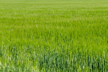Background from fragment of field with young green wheat
