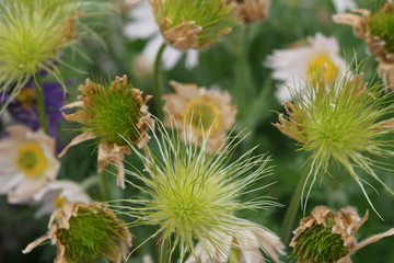 pulsatilla flowers and seed heads