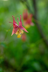 Columbine flowers in the Spring