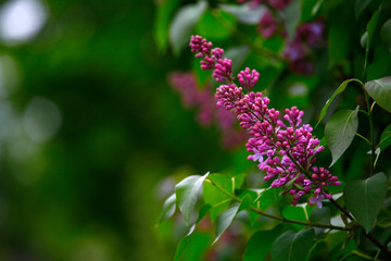 violet lilac tree garden nobody background 