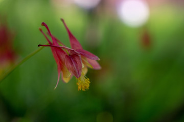 Columbine flowers in the Spring