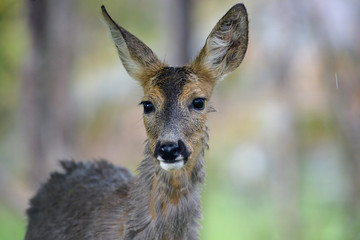 Roe deer portrait