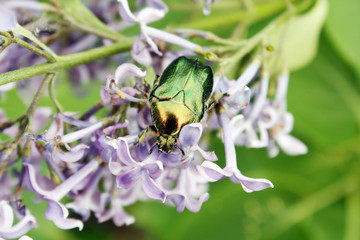 Green Rose Chafer