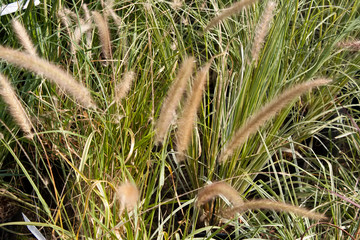 Beautiful large ornamental spikelets and grass. Spring nature.