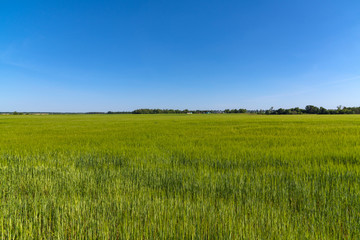 Obraz premium Field of young green wheat in a Russia