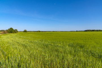 Obraz premium Field of young green wheat in a Russia