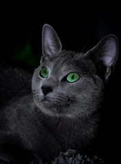 Russian blue cat with green eyes sitting in the dark