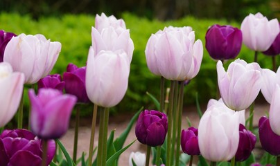 pink tulips in the garden