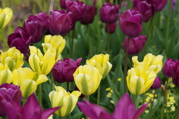 colorful tulips in the garden