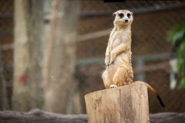 Meerkat