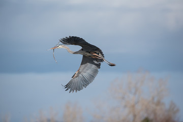 Colorado Wildlife - Great Blue Heron in Flight.