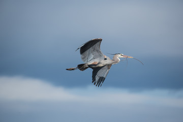 Fototapeta na wymiar Colorado Wildlife - Great Blue Heron in Flight.