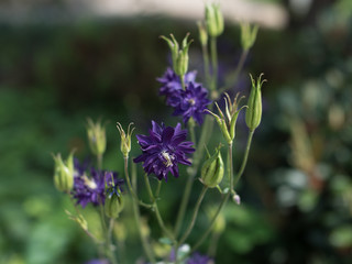 Akelei Aquilegia vulgaris 'Blue Barlow'