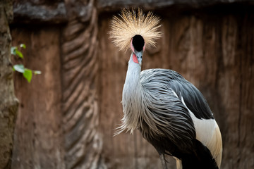 Crowned Crane