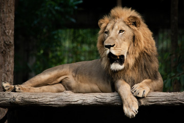 Fototapeta na wymiar Male lion