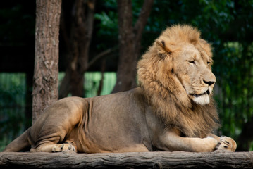 Plakat Male lion
