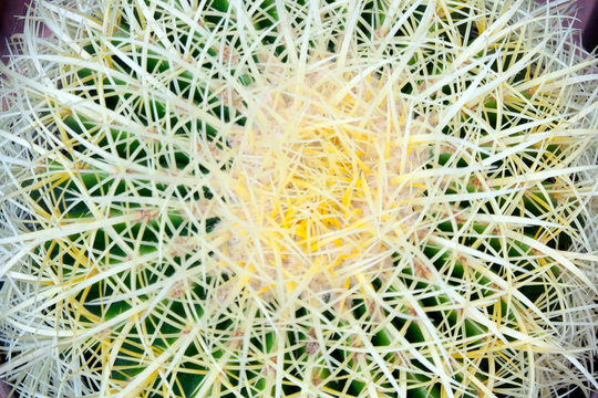 Big cactus. Echinopsis with large spines. Exatic beautiful plant.