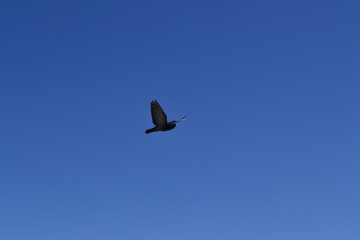 bird flying in the sky