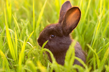 little bunny in the grass
