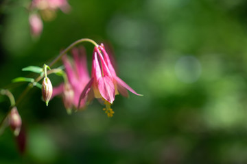 Fototapeta na wymiar Columbine flowers in the Spring