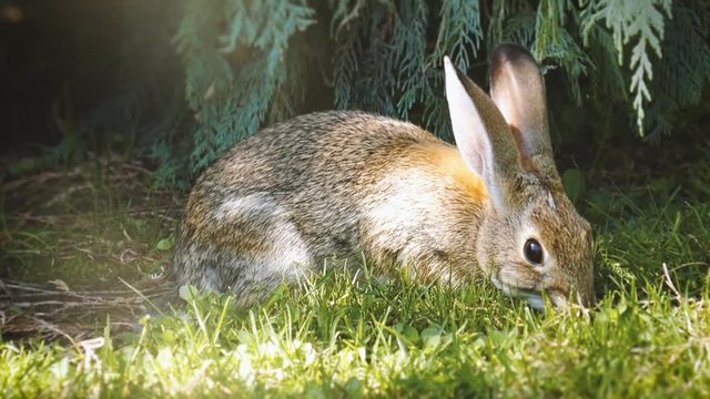 cute rabbit eats the grass in a morning sunlight, banny grey and brown