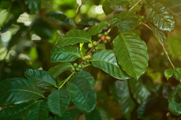 Coffee tree branch