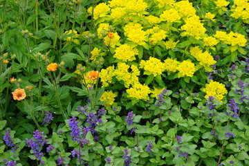 yellow flowers in the garden