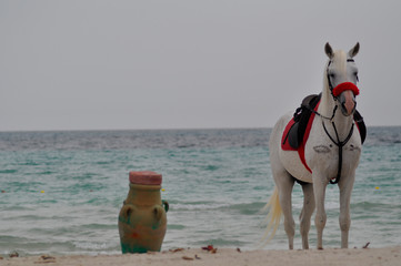 White horse standing alone on the beach in Tunisia
