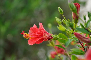 Red hibiscus flower on natural green background. Close-Up.