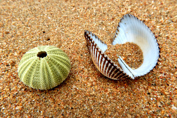 shells on the beach