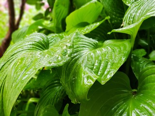 Green leaves get wet in the rain