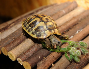 Junge Schildkröte beim Fressen