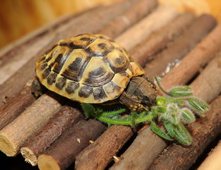 Junge Schildkröte beim Fressen