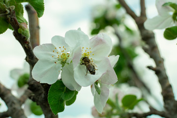the bee collects pollen and pollinates flowering fruit plants in the spring garden