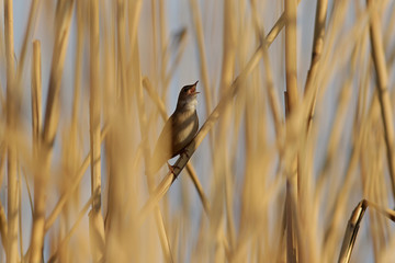 bird on a branch