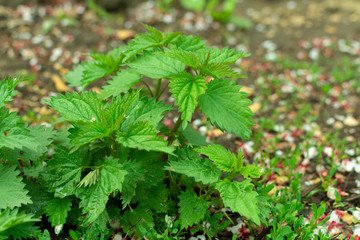 fresh and green nettle as a background of natural herbal plant