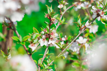  Blooming blossoms, pink and white flowers