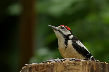 Naklejka premium bird on a branch
