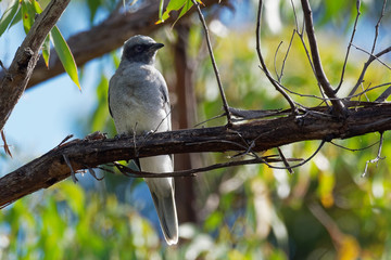 Obraz premium Black-faced Cuckooshrike - Coracina novaehollandiae common omnivorous passerine bird native to Australia and southern New Guinea