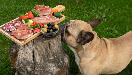 French bulldog on a Picnic with jamon, cucumber, red pepper and olives in the garden