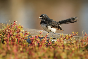 Willie-wagtail - Rhipidura leucophrys - black and white young australian bird, Australia, Tasmania