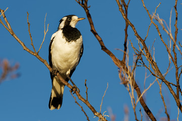 Magpie-lark - Grallina cyanoleuca known as the peewee, peewit or mudlark, is a passerine bird native to Australia, Timor and southern New Guinea