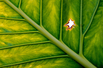 Closeup of Elephant Ear Philodendron with star-shaped tear