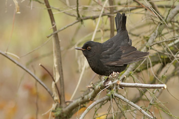 blackbird on a branch